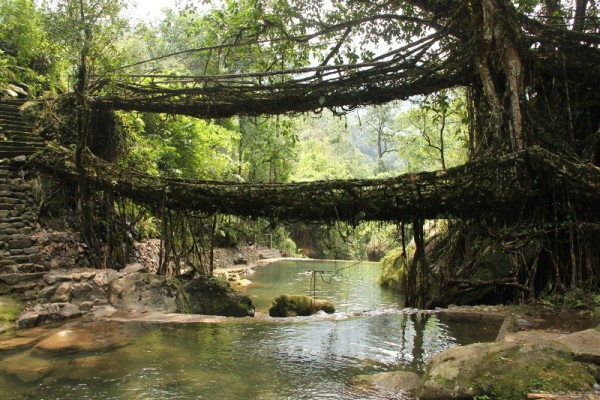 Arch2o-Livingrootbridges-05-600x400